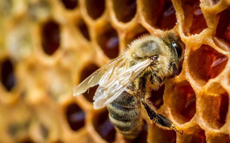 Популярно о пчёлах и пчеловодстве
