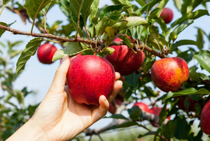 Требуются рабочие на сбор урожая яблок