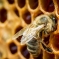 Популярно о пчёлах и пчеловодстве