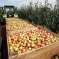 Сборщик урожая яблок