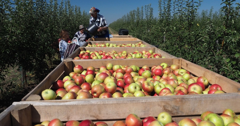 Рабочий на сбор урожая яблок
